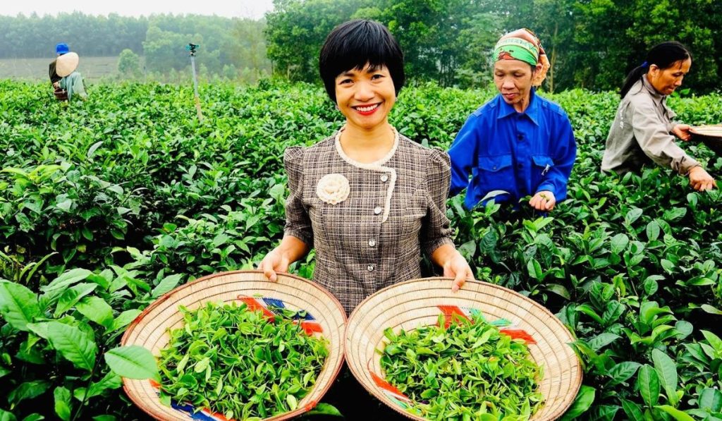 Chè búp tím Thanh Ba