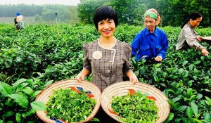 Chè búp tím Thanh Ba