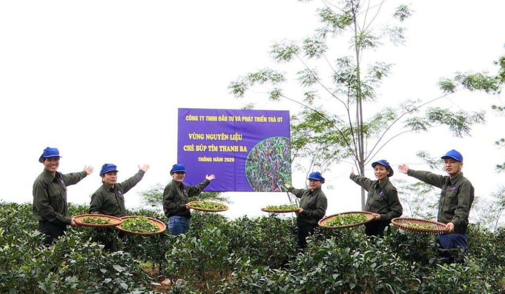 Chè búp tím Thanh Ba