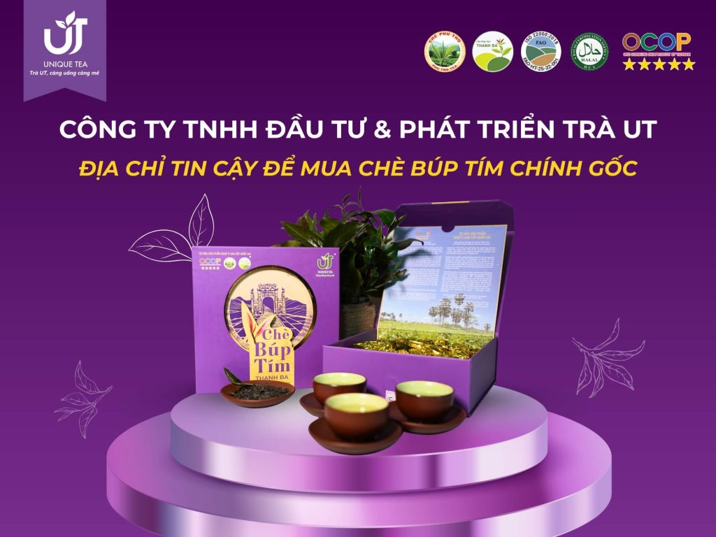 Công ty Trà UT - Đơn vị cung cấp chè búp tím chính gốc Thanh Ba, Phú Thọ