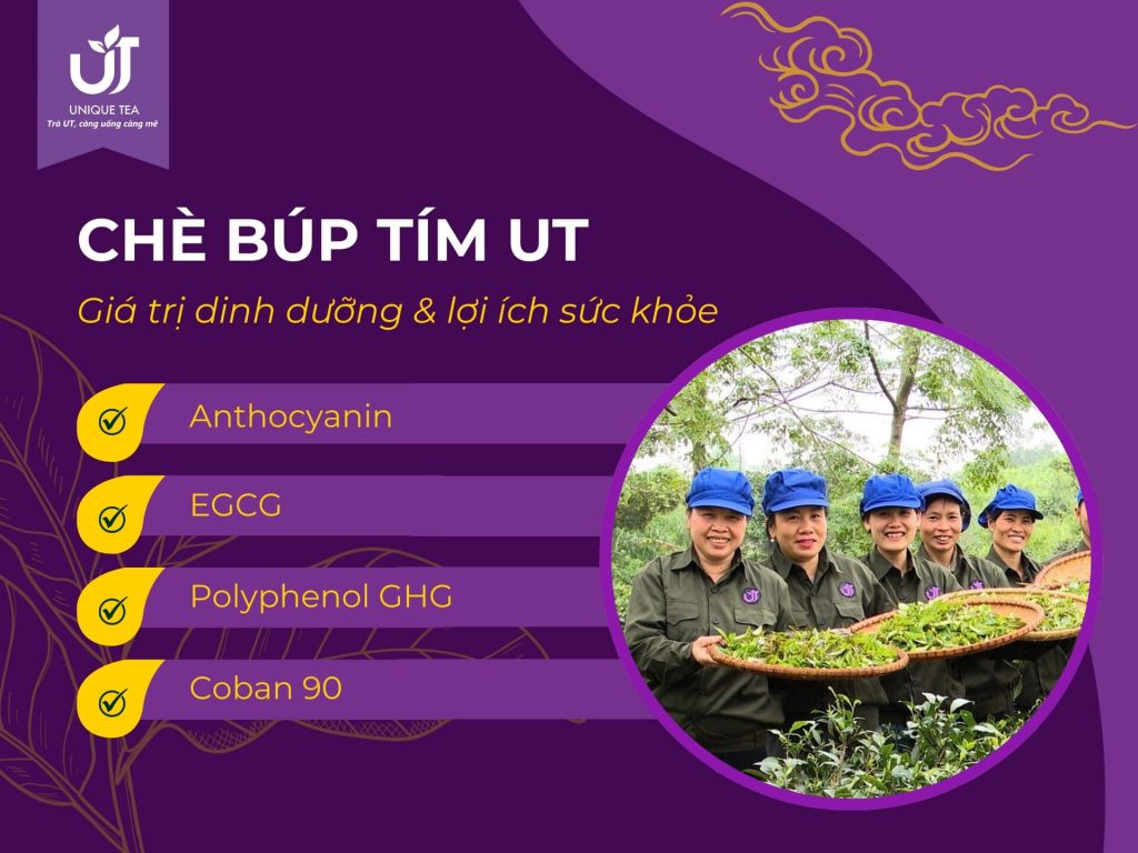 Chè búp tím UT chứa nhiều hoạt chất sinh học quý hiếm tốt cho sức khỏe