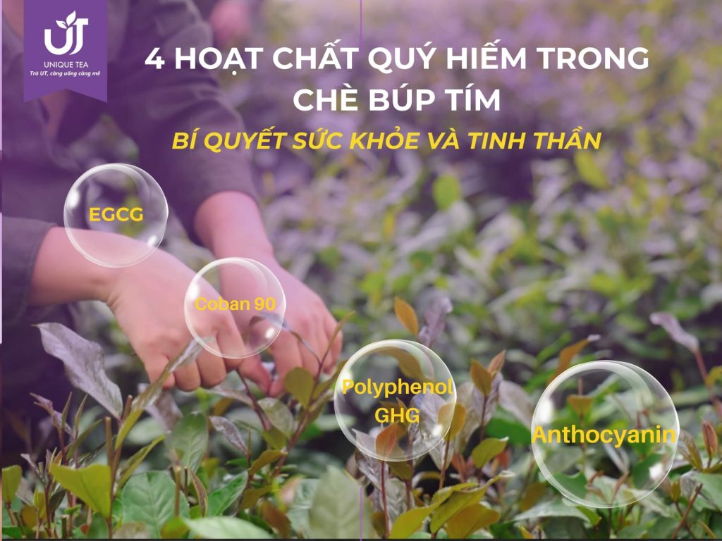 4 hoạt chất quý hiếm trong chè búp tím và công dụng đối với sức khỏe