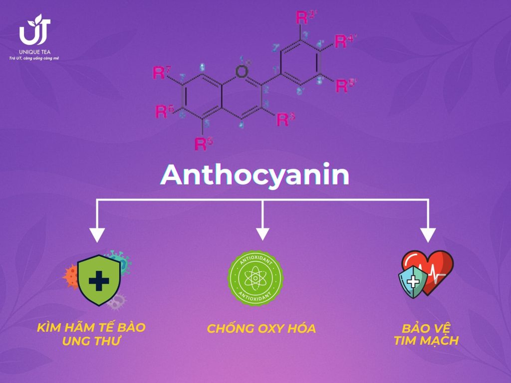 Anthocyanin có khả năng ức chế sự phát triển của tế bào ung thư