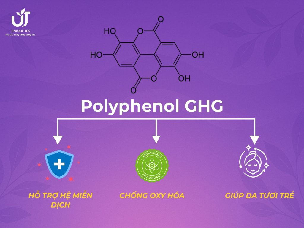 Polyphenol GHG đóng vai trò như “người gác cổng” bảo vệ cơ thể