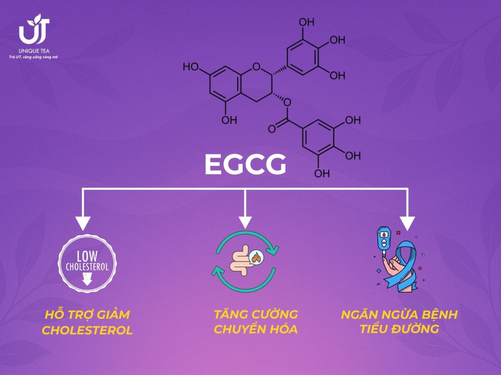 Hàm lượng EGCG trong chè búp tím cao gấp hàng trăm lần so với trà xanh thông thường