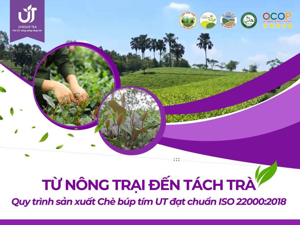 Từ Nông Trại Đến Tách Trà – Quy Trình Sản Xuất Chè Búp Tím UT Đạt Chuẩn ISO 22000:2018