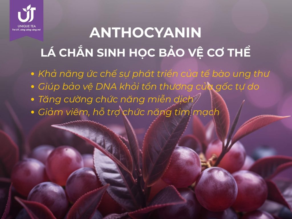 Anthocyanin được gọi là “lá chắn sinh học” cho cơ thể con người